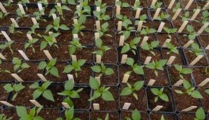 Advanced course on statistical tools for plant phenomic data analysis
