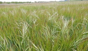 Advances in weed management for sustainable agriculture