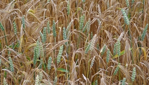 Breeding small grain cereal crops in a climate change scenario, Zaragoza (Spain), 19-23 February 2018