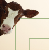 CIHEAM Zaragoza and Spain’s Ministry of Agriculture, Fisheries and Food (MAPA) organize an online course on One Health