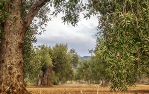 CIHEAM Zaragoza and the International Olive Council organize an online course on monitoring and surveillance of olive pathogens