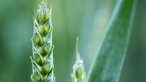 I Spanish Symposium on Cereal Physiology and Breeding