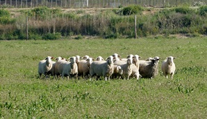 Innovations to improve sustainability in the sheep and goat sectors: iSAGE Training Course and Workshop