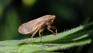 International course on Xylella fastidiosa