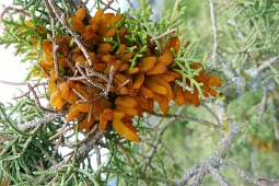 Mediterranean forest health in the context of global change