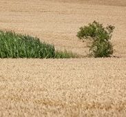 Mycotoxins in cereal food/feed chains: prevention and control strategies to minimize contamination (Zaragoza, Spain, 22-26 January 2018)