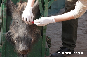 New advanced course: Managing disease at the wildlife-livestock interface