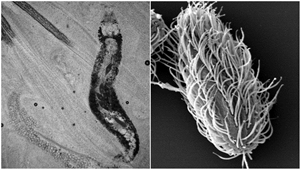 New advanced course on diagnostics and prevention for fish parasite control in aquaculture