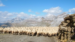 New advanced course on livestock and climate change