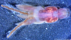 New advanced course on the application of epidemiology in aquatic animal health