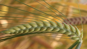New course: Predictive Breeding Tools for Intensive and Sustainable Production under Climate Change Scenarios