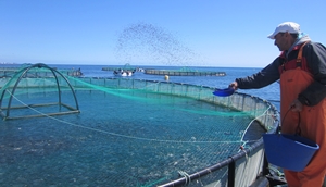 New feeds and feeding technologies in aquaculture