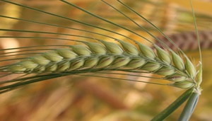 Predictive breeding tools for intensive and sustainable production under climate change scenarios