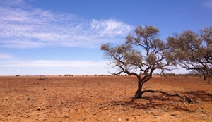 Restoration of degraded drylands and monitoring of desertification processes, Zaragoza (Spain), 5-10 February 2018