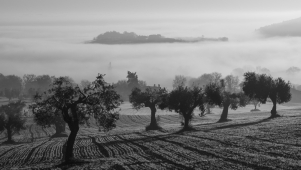 Summary of the advanced online course on olive growing and climate change organized by CIHEAM Zaragoza and the International Olive Council (IOC)
