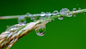 Wastewater Reuse in Agriculture