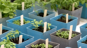XXII International Master in Plant Breeding: Looking for plant breeding specialists