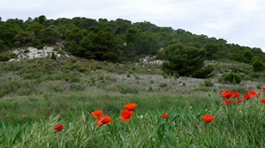 Concepts, methods and tools for an integrated approach of resilience in Mediterranean forest (Zaragoza, Spain, 12-16 December 2016)￼