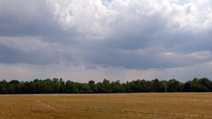 Risk management in Mediterranean agriculture: Agricultural insurance (Zaragoza, Spain, 21-25 November 2016)￼