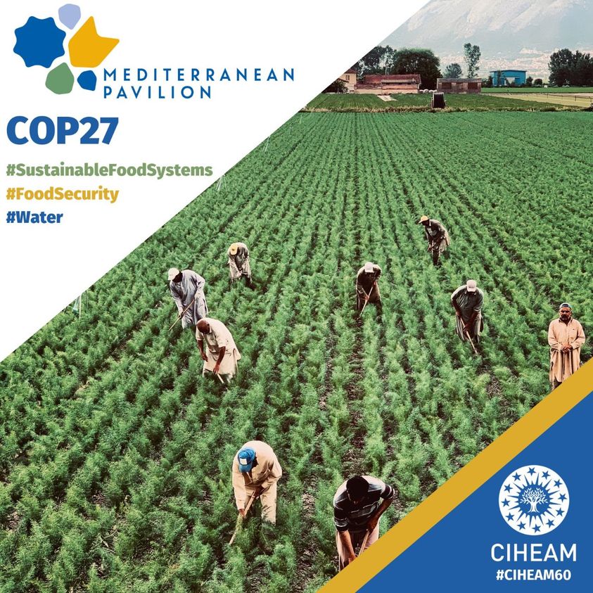 Los desafíos del cambio climático en el Mediterráneo: El CIHEAM participa en la COP27