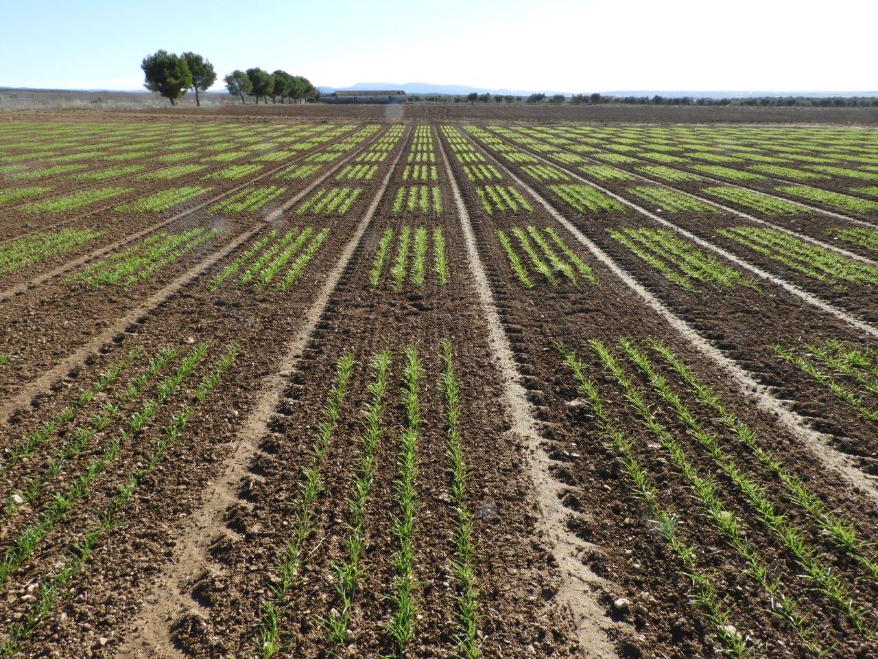 Cereals are the main pillar of food security worldwide