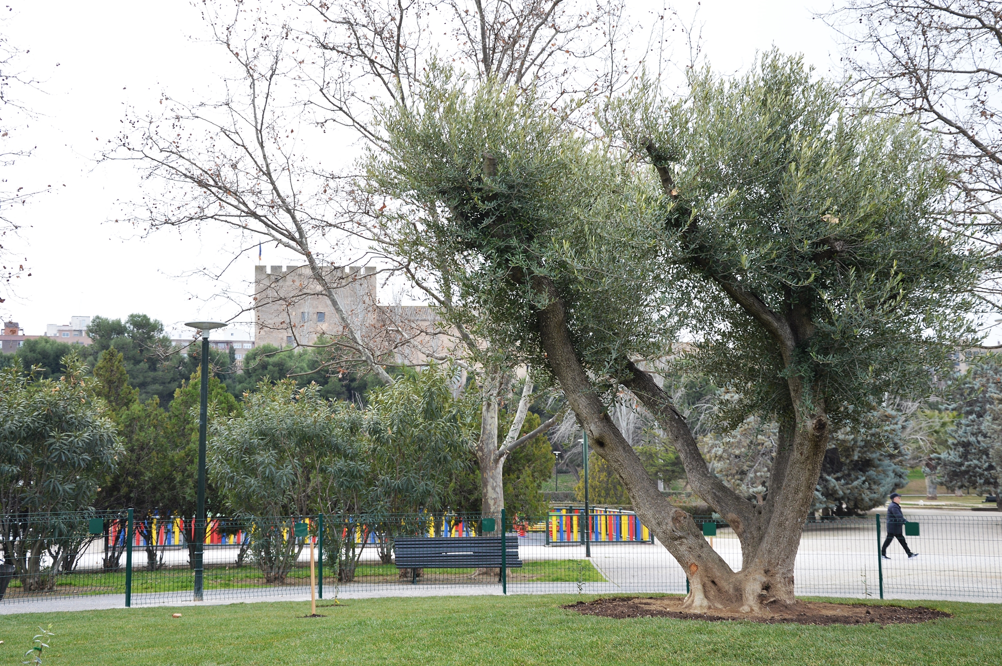 A garden of olives to promote peace and cooperation in the Park of the Aljafería in Zaragoza