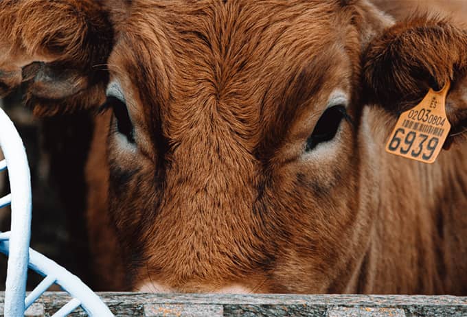 animal breeding