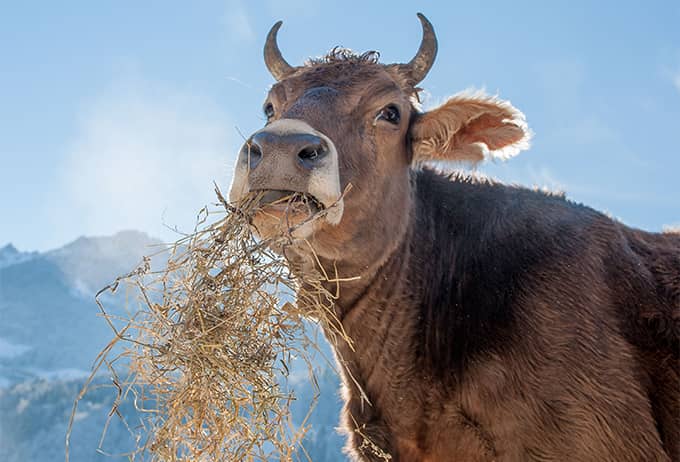 animal nutrition
