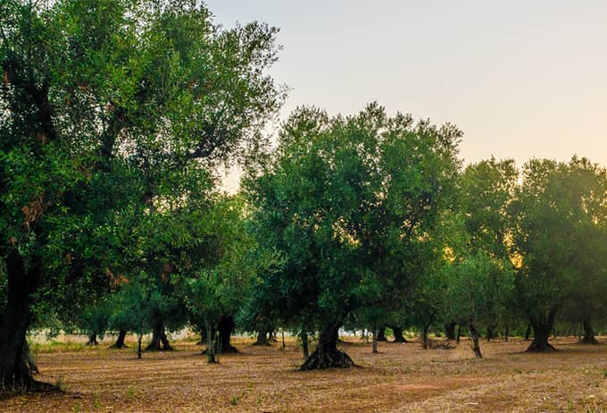 olive growing