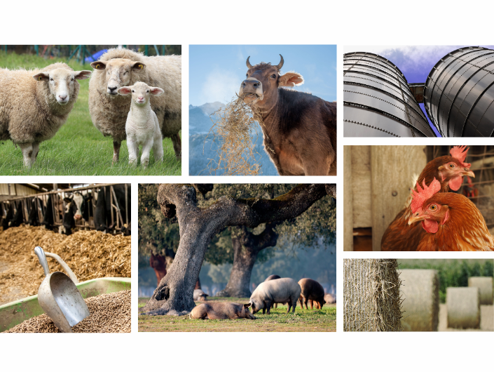 Conoce las comunicaciones de los estudiantes del CIHEAM Zaragoza en las Jornadas AIDA de Producción Animal
