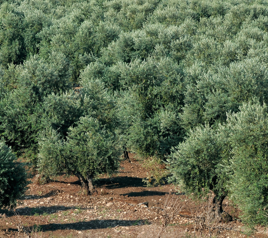CIHEAM Zaragoza une fuerzas con el COI para mejorar la eficiencia en el uso del agua y la sostenibilidad del olivar