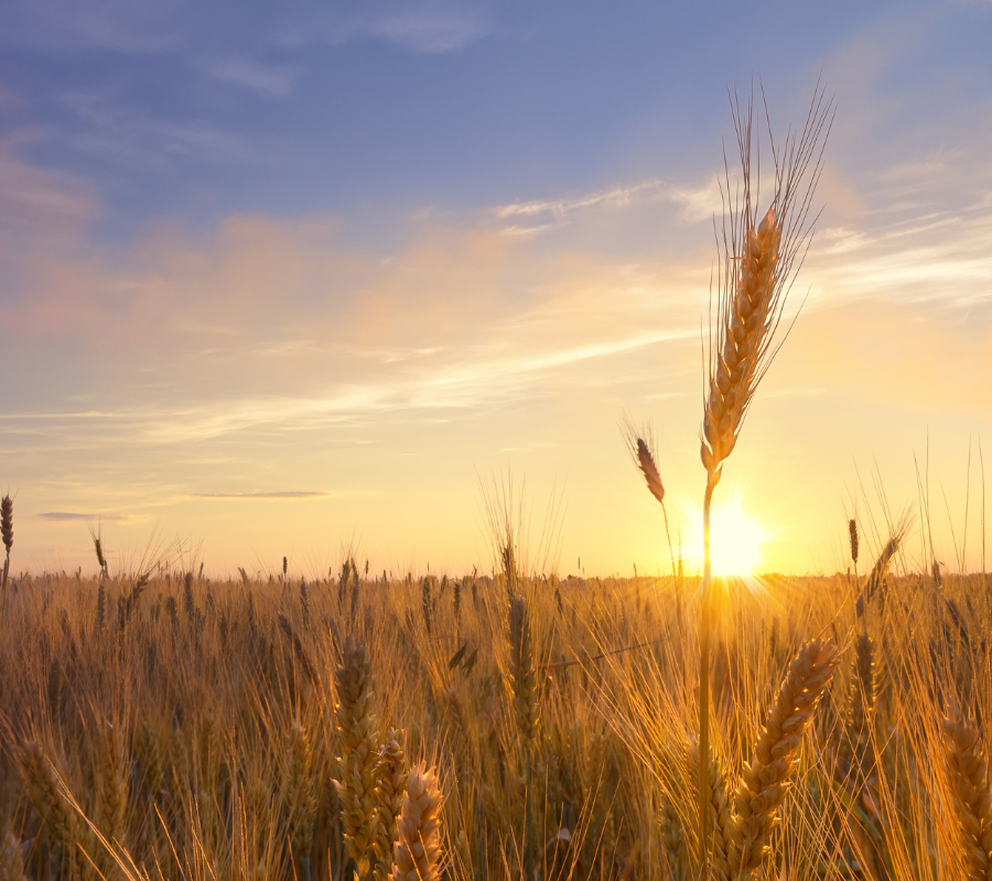 Geopolítica, tecnología y cooperación alimentaria