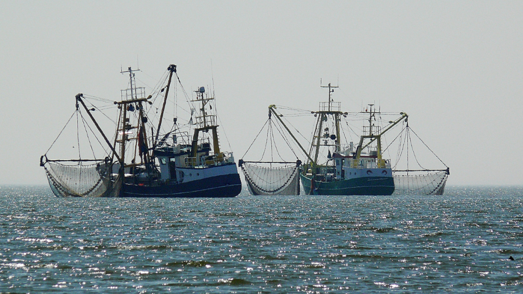 Professionalisation of scientific fishery observers