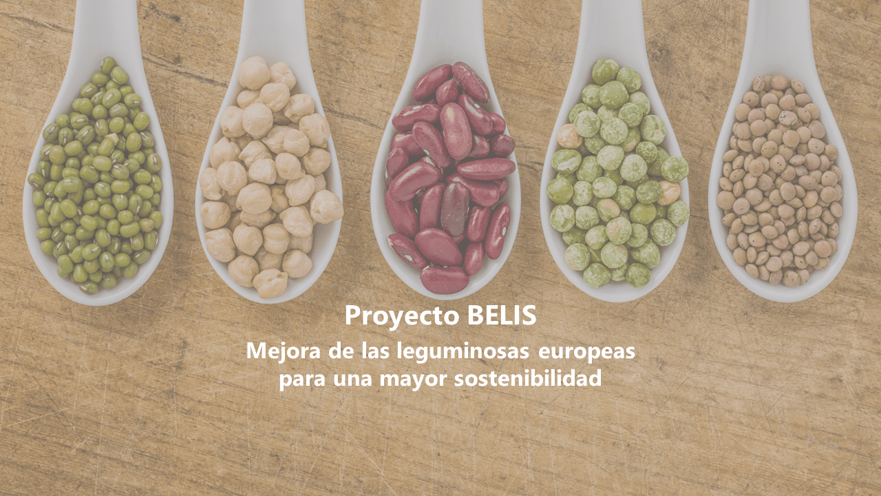 El CIHEAM Zaragoza participa en el proyecto BELIS para impulsar la sostenibilidad y competitividad de las leguminosas en Europa