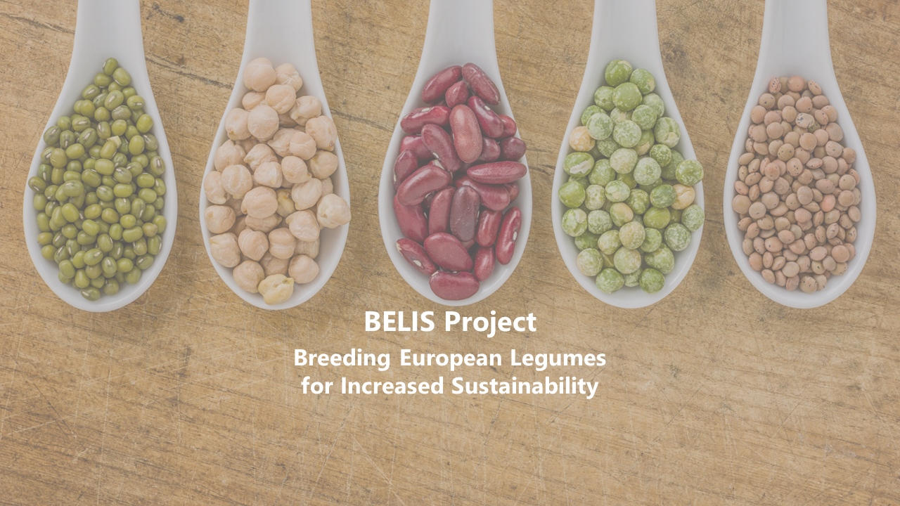 CIHEAM Zaragoza participates in BELIS, a European project to boost the sustainability and competitiveness of the legume breeding industry