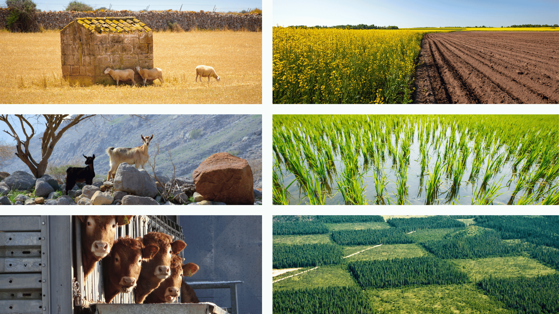 CIHEAM Zaragoza organises an international seminar on the mitigation of greenhouse gases emissions in agriculture