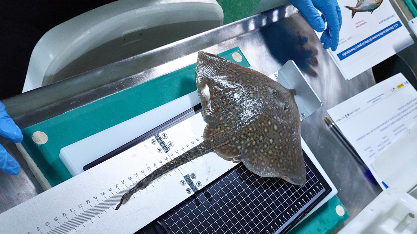 Avanzando hacia un mejor control de la seguridad, la calidad y la trazabilidad del pescado