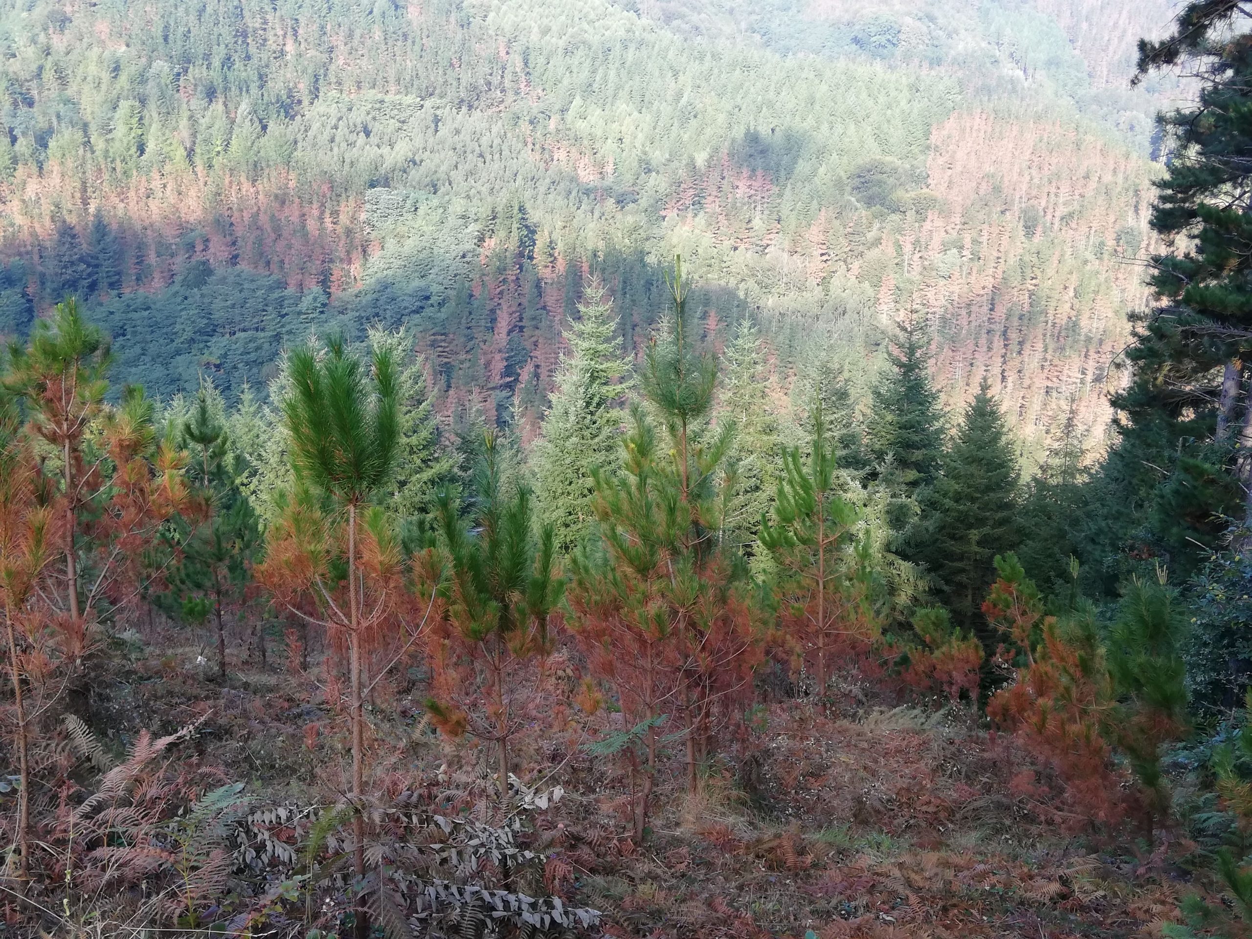 El CIHEAM Zaragoza y el CREAF unen esfuerzos para reforzar la resiliencia del bosque mediterráneo
