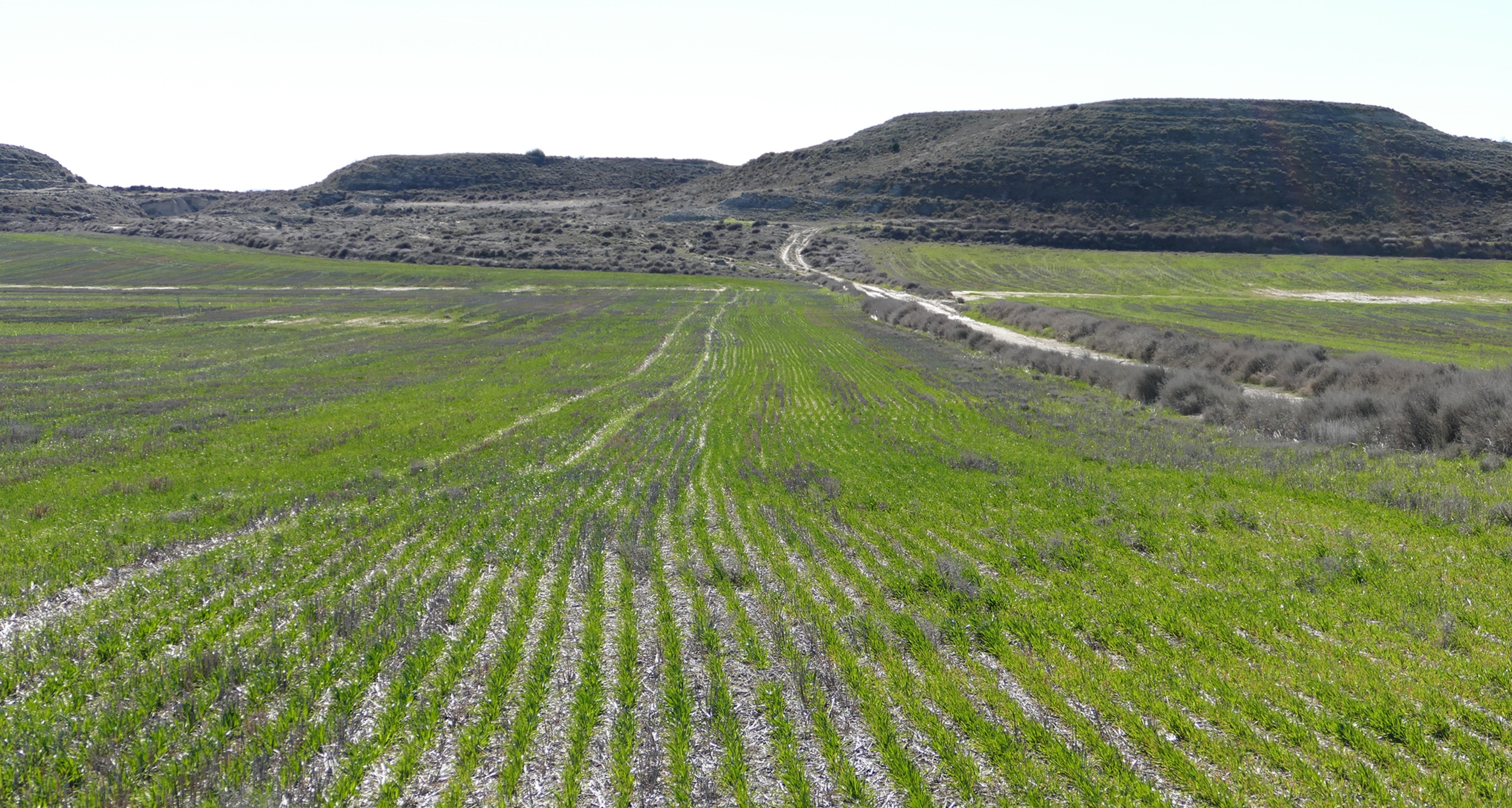 El futuro de la agricultura de conservación en el Mediterráneo