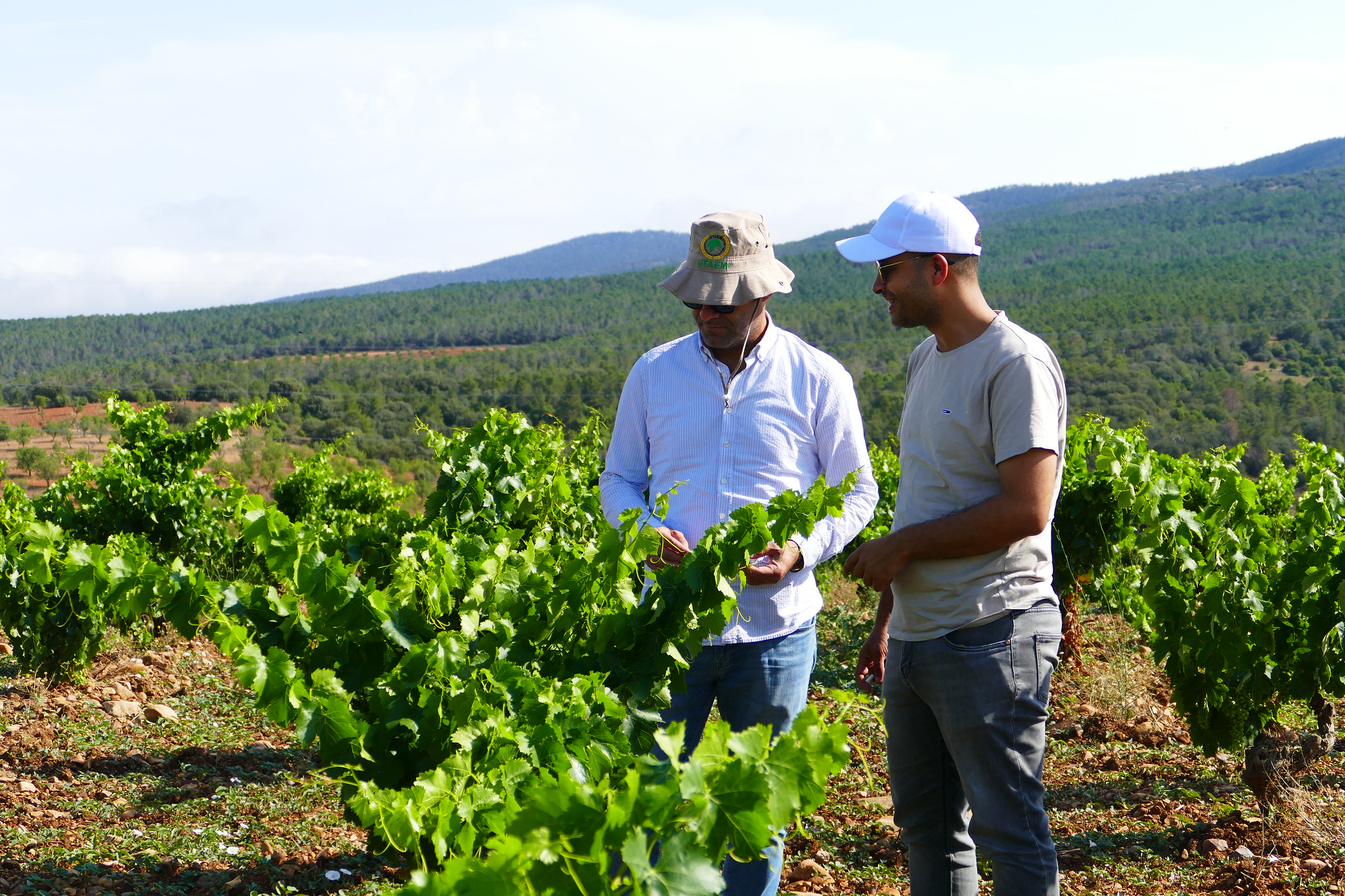 Viticultura resiliente: El delicado equilibrio entre la salud del suelo y el uso del agua