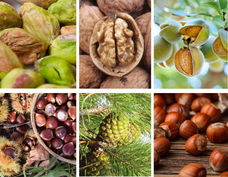 Material vegetal para el futuro de la producción de frutos secos en la región mediterránea