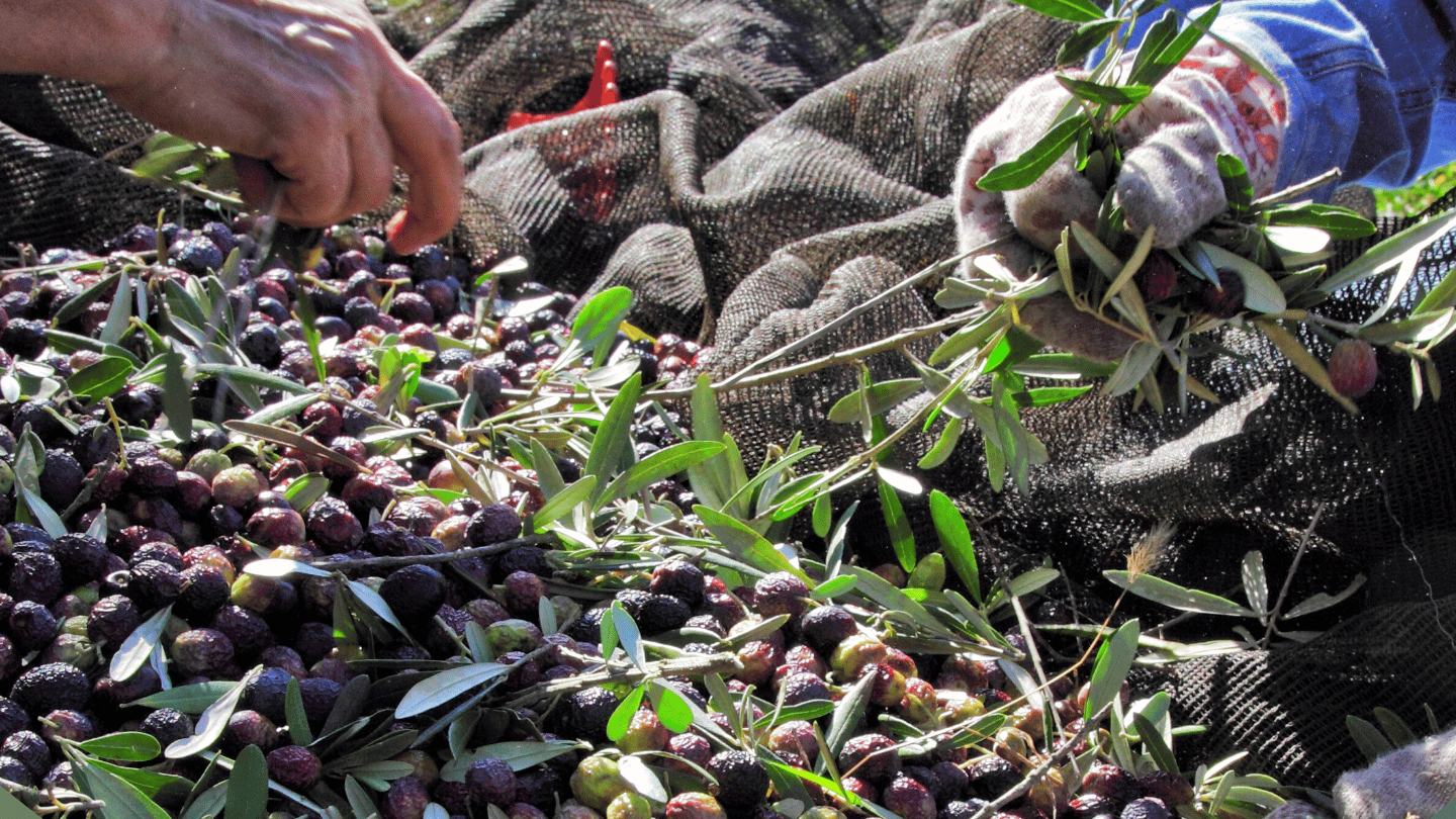 Jornada internacional del aceite de oliva para la paz y el desarrollo sostenible