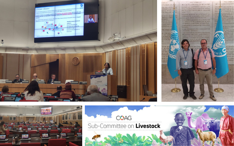 CIHEAM Zaragoza participates in the second session of the FAO COAG Livestock Sub-Committee in Rome