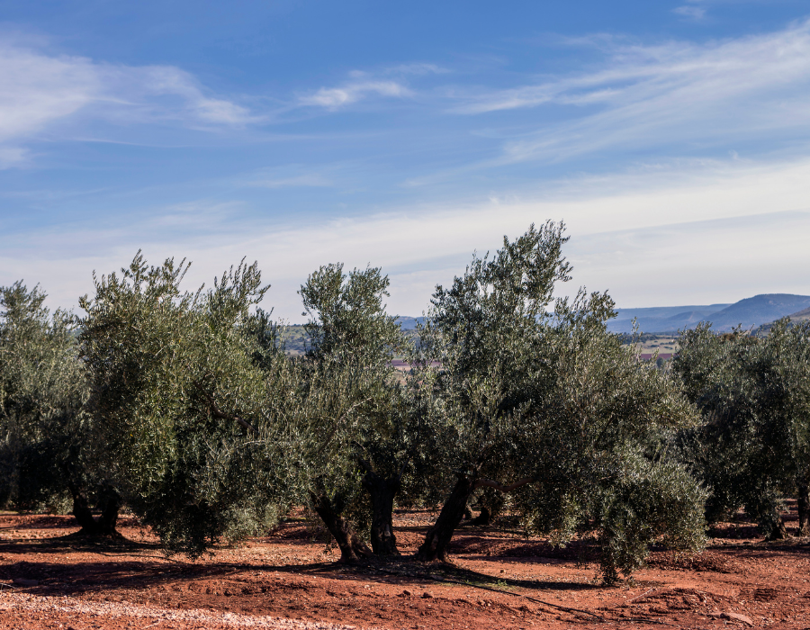 El CIHEAM Zaragoza y la Fundación del Olivar sellan con un acuerdo de colaboración su compromiso con el desarrollo sostenible del sector del olivar y el aceite de oliva