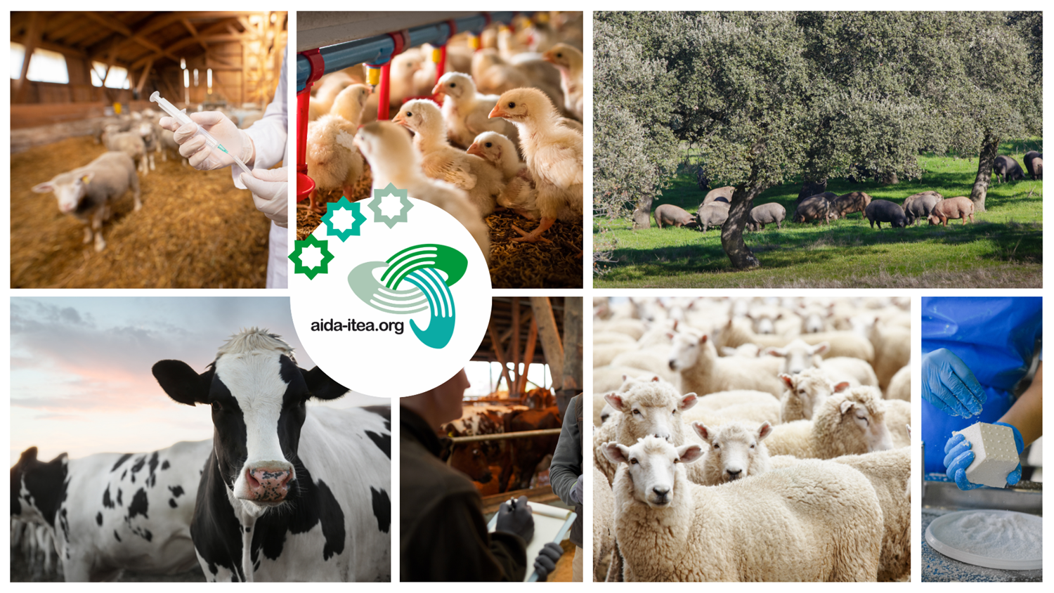 Zaragoza acogerá las XXI Jornadas sobre Producción Animal los días 3 y 4 de junio de 2025