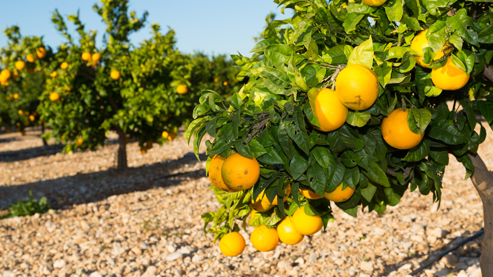La  adaptación de la agricultura mediterránea al cambio climático: Impacto en la  sanidad vegetal y la producción de cultivos