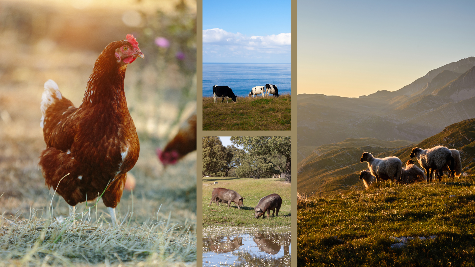 Avances en bienestar animal: Marco regulatorio, sistemas de certificación y etiquetado