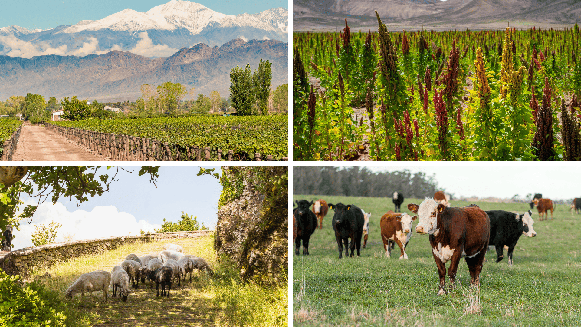 INSIST-VAT y EduSAF, dos proyectos Erasmus+ para el fortalecimiento de la educación agroalimentaria en Albania y Sudamérica