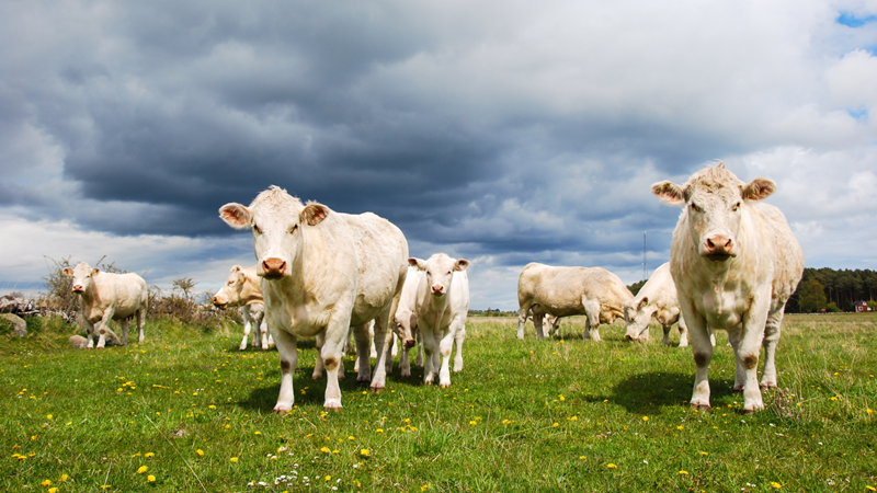 Innovating for sustainability: the role of genetics in reducing livestock methane emissions