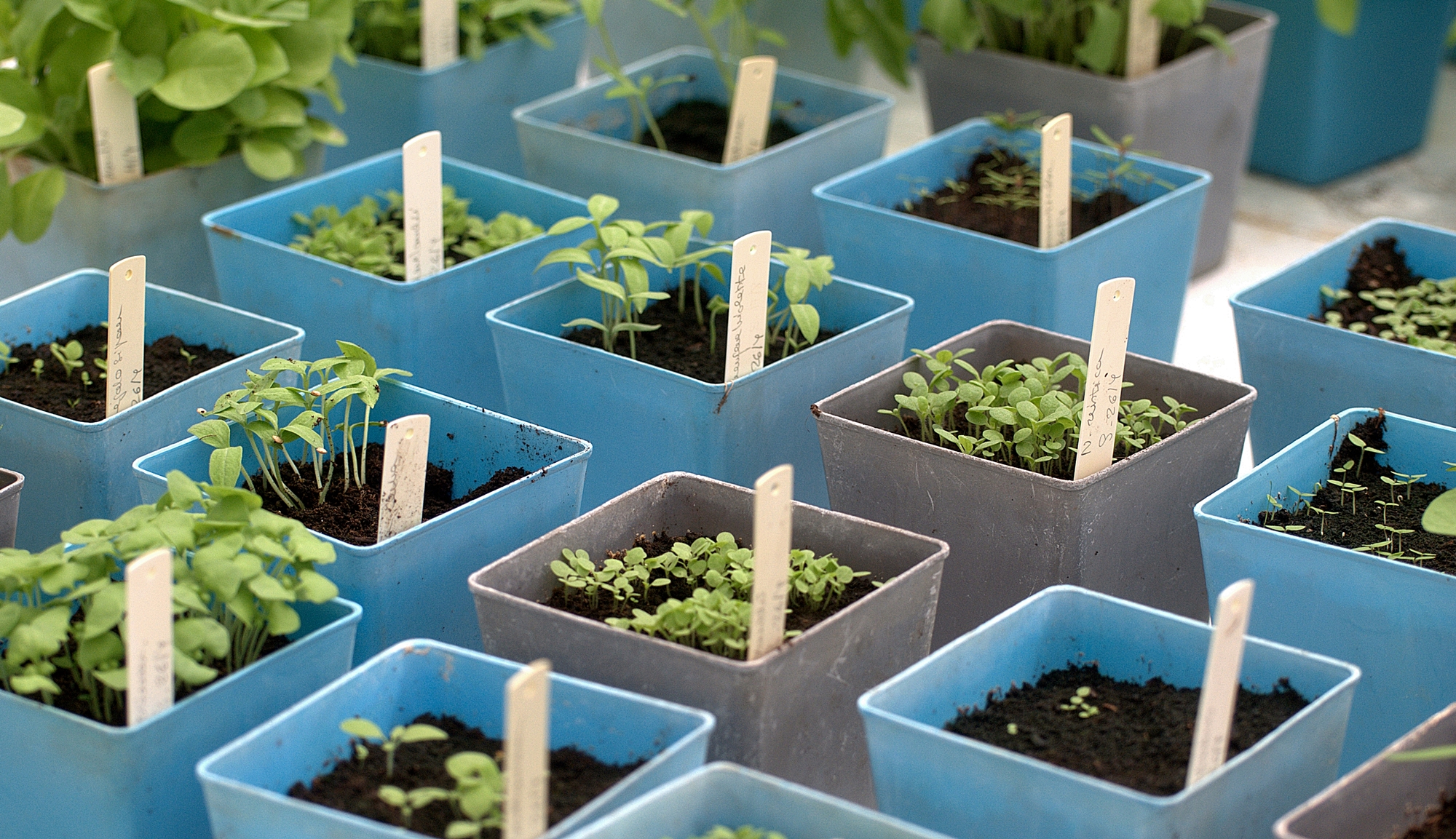 Impulsar la innovación vegetal y la formación agroalimentaria, la clave del acuerdo entre el CIHEAM Zaragoza y ANOVE